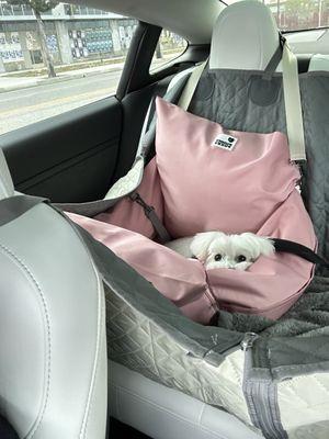 Enjoying her seat in the car.