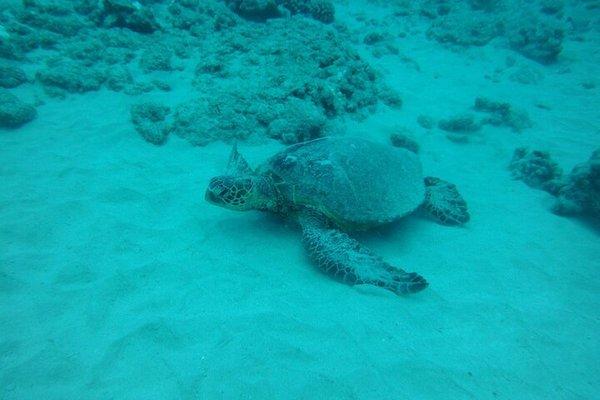 Turtle on the ocean floor.