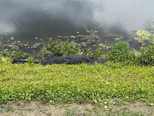 Pretty large gator