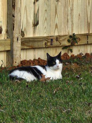 Cat friendly! This makes it worth every penny! Yamato is looking handsome.