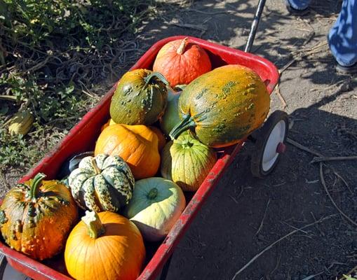 We can't resist all the colorful, pick-your-own varieties, not to mention the fun.