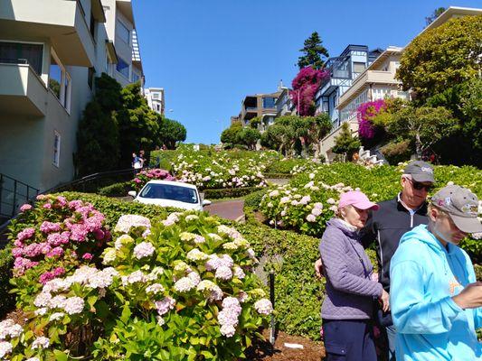 Lombard Street - claimed to be the most crooked street in the world. Arranged stop and street walk DOWN from the Cary arranged group van.