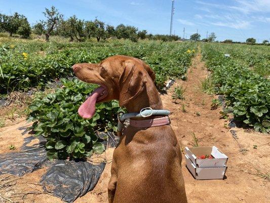 Strawberry picking field