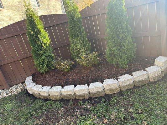 Elevated block, style garden bed including three dwarf arborvitae for privacy and 2 knockout yellow rosebushes