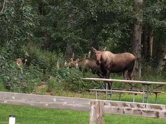 Moose munching away.