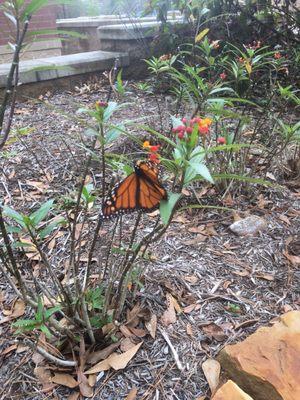 Christmas butterfly