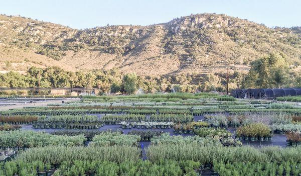 Moosa Creek nursery in Valley Center, CA