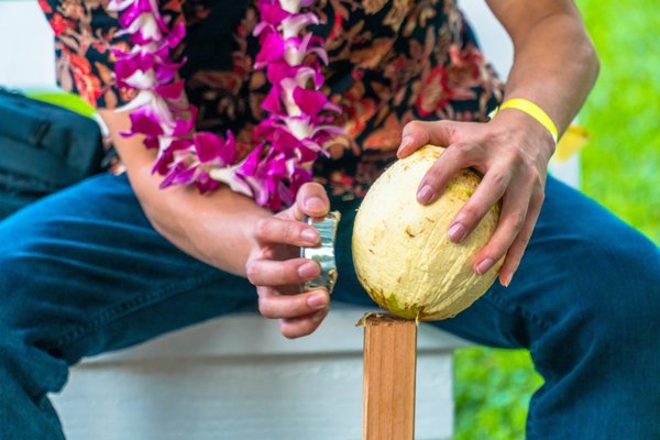 Scraping bread fruit