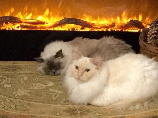 Our 13 year old Ragdolls Sugar and Honey get the best care at Casco Bay Veterinary Hospital.  Since 1989, we have had excellent care.