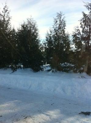 Gifford's Bobcat & Tree Farm