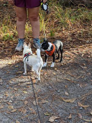 Dogs making friends