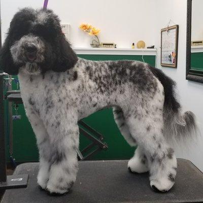 Scout the sheepadoodle is so beautiful!