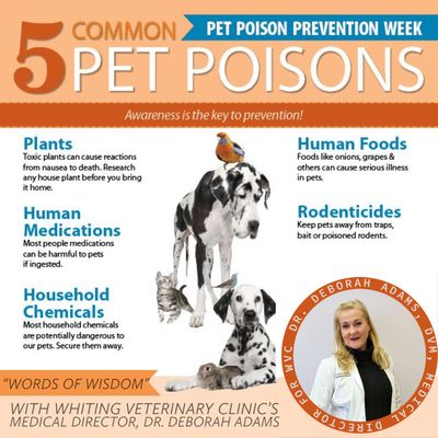 5 Common Pet Poisons with Dr. Deborah Adams