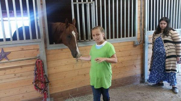 Feeding Horses