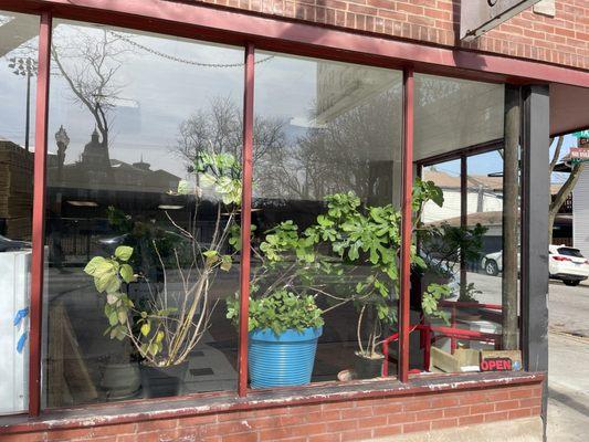 Beautiful plants inside including the lemon tree with blossoms