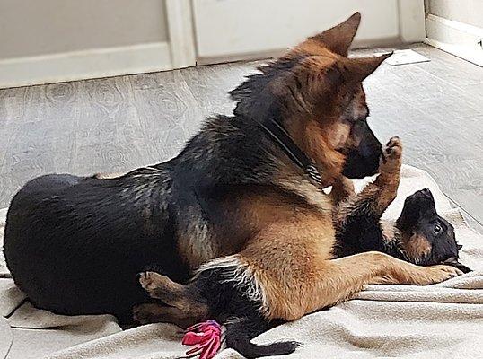 Aoife playing with one of her puppies from Litter A from AI by Gentle Care Animal Hospital