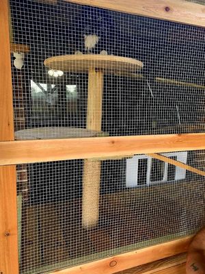 Custom "catio", dog house on the "first floor", plenty of platforms for the cats, AND a "cat-cam"!