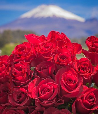 Stop to smell the Roses.