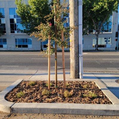 Drip irrigation, planting, & mulch installation
August 2022