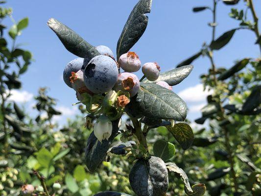 Blueberry Bunch Farm