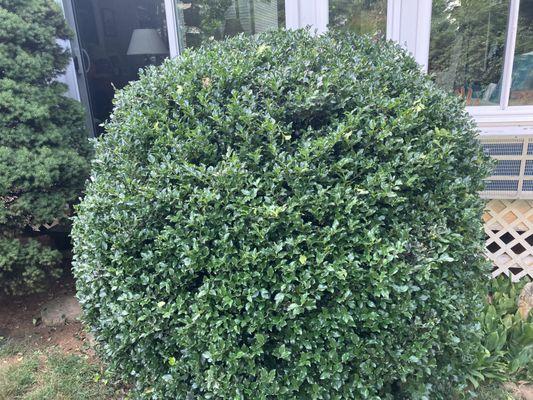 Trimmed holly