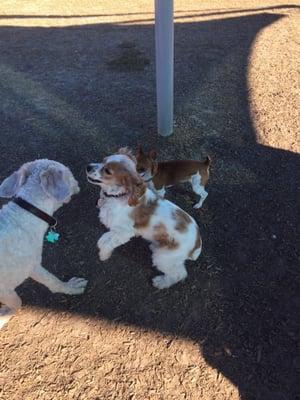 Our pups playing in the all dogs park!