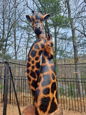 Giraffes in Red Oak