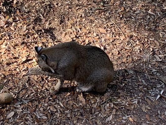 Bobcat