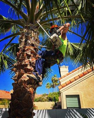 Palm trimming