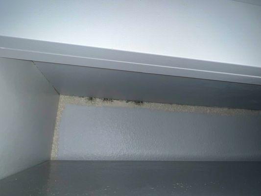 Mold growing on the walls