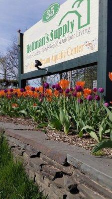 Tulips at entrance