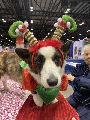 Christmas corgi  At the AKC show in Orlando, FL 12/2019