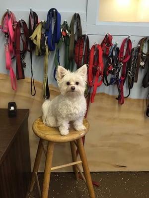 Meet Boo, today's office assistant and keeper of the leashes!