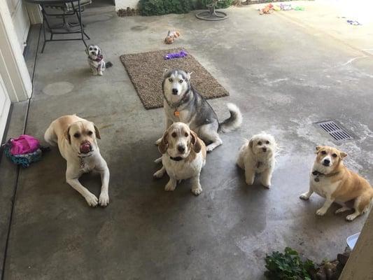 They all are waiting patiently for lunch.