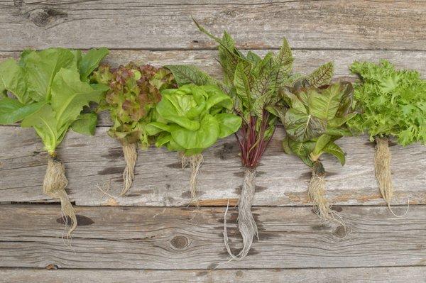 Great lettuce subscription box!