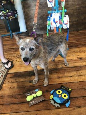 This happy pup chose two new toys to play with. His dad brought him to Buddy's a Pet's Store and he still comes to see us.