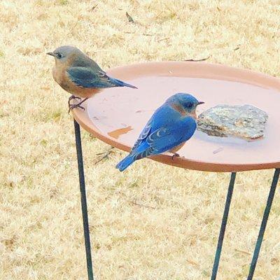 Bluebirds.