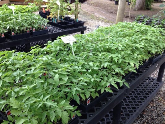 Tomato plants