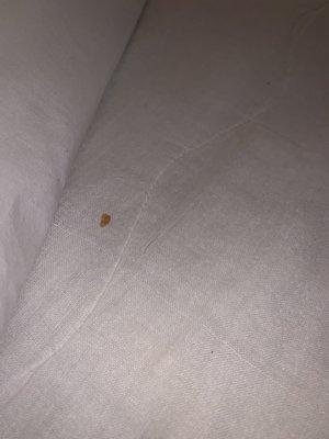 Crumbs in bed