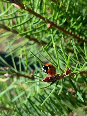 Lady Bug on the tree we have ended up choosing