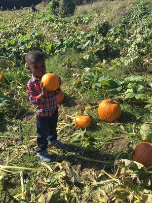 Found the perfect pumpkin