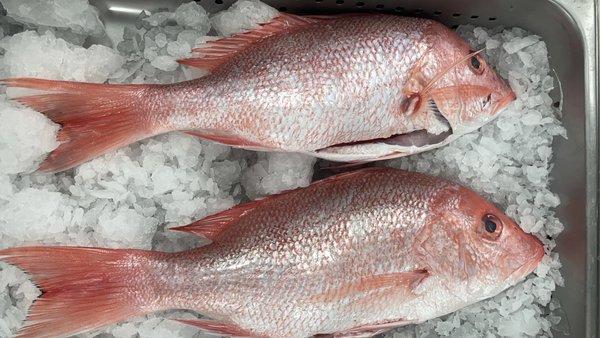 Red Snapper for Sashimi