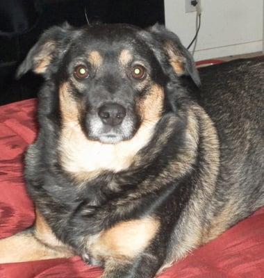 This is Duchess, lounging on her bed, Home and Happy!