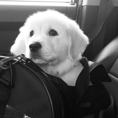 English Cream Golden Retrievers in Illinois