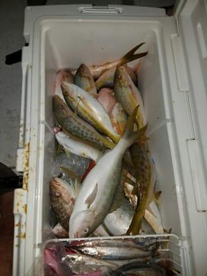 A full Fish box is what Catatonic Sports Fishing is about consistent