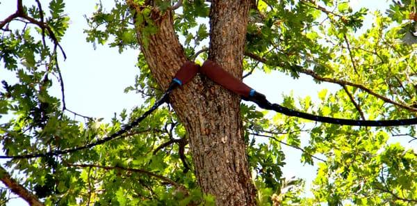 Tree Guard Dynamic Bracing System