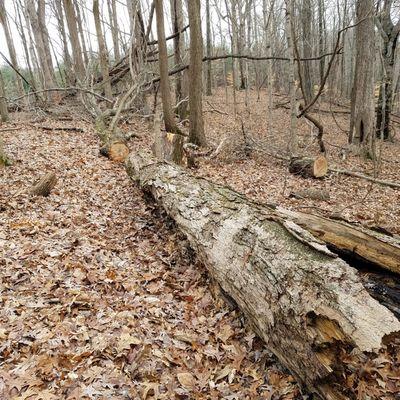 cut in the fallen tree to get through the path