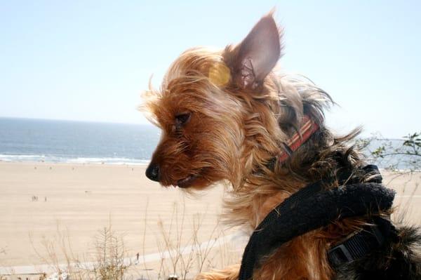 Tobey enjoying the sun and the sand