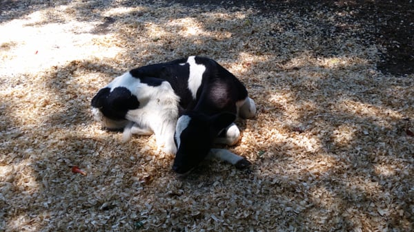 Baby calf by herself 8 (