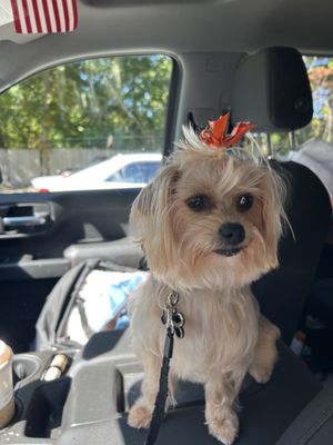 My puppy with a fall bow in her hair